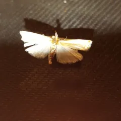 Common Grass-veneer thumbnail 2