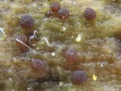 Steinia geophana thumbnail 2