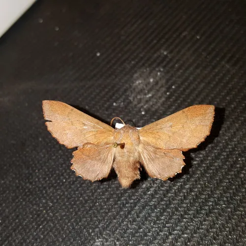 American Lappet Moth