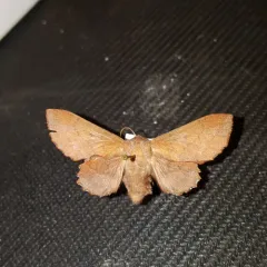 American Lappet Moth thumbnail 1