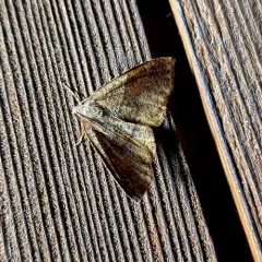 Barred Umber thumbnail 2