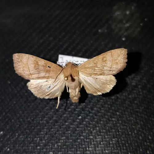 Even-lined Sallow