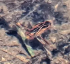 Hesperocorixa lucida thumbnail 1