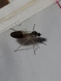 Rhamphomyia nasoni thumbnail 2