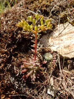 Idaho stonecrop thumbnail 1