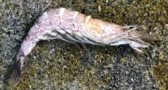 Alaska shrimp thumbnail 3