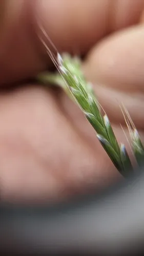 Oregon Semaphore Grass
