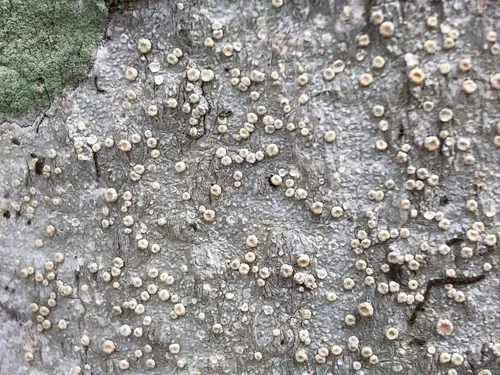 Rosy Saucer Lichen
