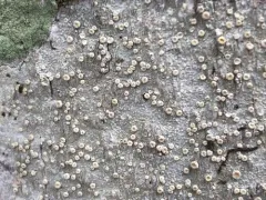 Rosy Saucer Lichen thumbnail 1