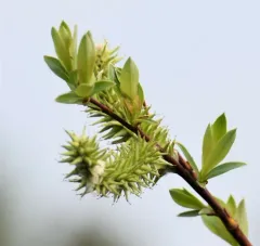 tea-leafed willow thumbnail 1