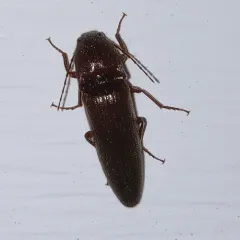 Chestnut-footed Click Beetle thumbnail 4