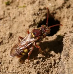 Imbricate Cuckoo Nomad Bee thumbnail 2
