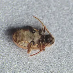 Australian Spider Beetle thumbnail 3