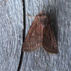 Orthosia praeses thumbnail 2