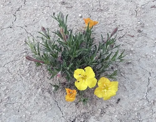 lavenderleaf sundrops