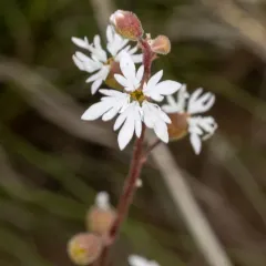 slender woodland star thumbnail 2