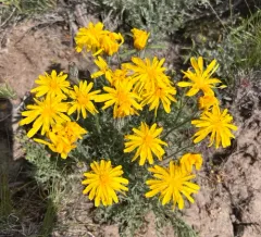 Modoc Hawksbeard thumbnail 1
