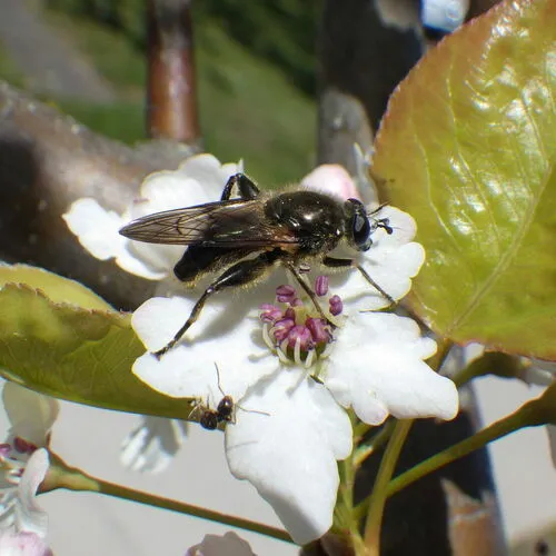 Eastern Catkin Fly