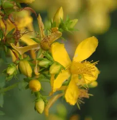 Common St. John's Wort thumbnail 4