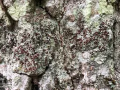 Beaded Rim-lichen thumbnail 2