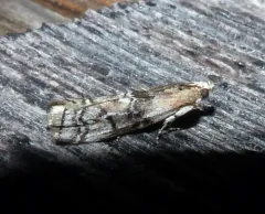 Viburnum Glyptocera Moth thumbnail 1
