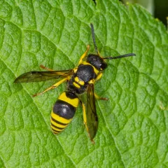 European tube wasp thumbnail 2
