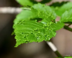 Elm Leaf Gall Mite thumbnail 4
