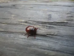 brown leaf beetle thumbnail 4
