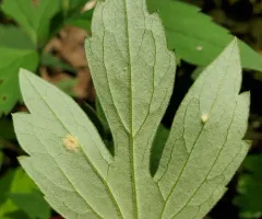 Puccinia apocrypta thumbnail 4