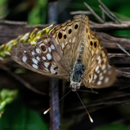 Hackberry Emperor