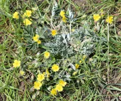 Macoun's Cinquefoil thumbnail 4