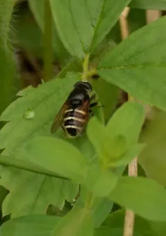 Slosson's Pond Fly thumbnail 2