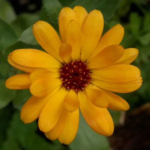 pot marigold