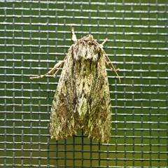 Confused Woodgrain Moth thumbnail 2