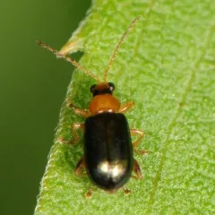 Luperaltica senilis thumbnail 3