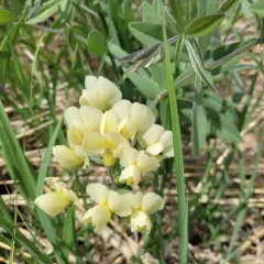 cream wild-indigo thumbnail 4
