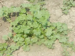 cheeseweed mallow thumbnail 1
