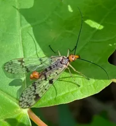 Panorpa latipennis thumbnail 4
