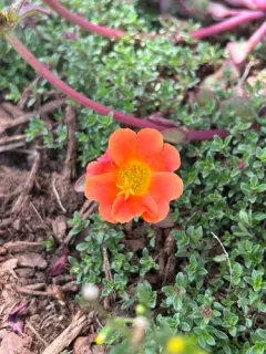 wingpod purslane thumbnail 2