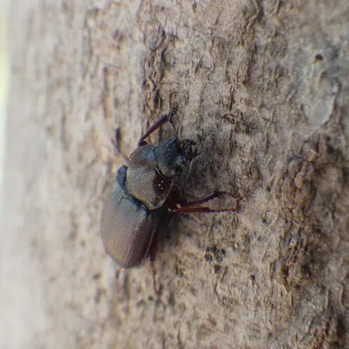 Oak Stag Beetle