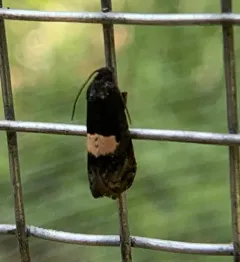 Epiblema walsinghami thumbnail 3