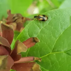 Lebia fuscata thumbnail 3