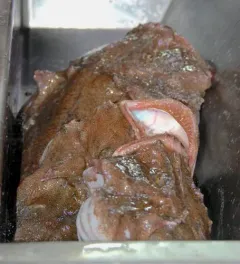 American Monkfish thumbnail 2