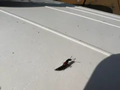 Cold Rove Beetle thumbnail 3
