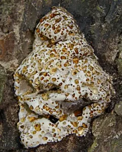 Tetratoma truncorum thumbnail 3