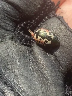 Elm Calligrapher Beetle thumbnail 2