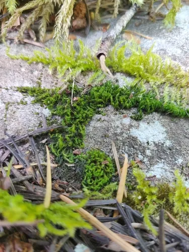 Hair-pointed Grimmia