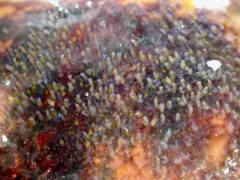 Alcyonidium gelatinosum thumbnail 1