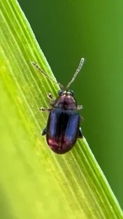 Violet Flea Beetle thumbnail 2