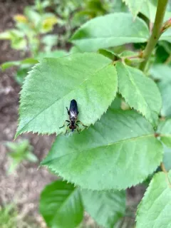 Eudioctria nitida thumbnail 4